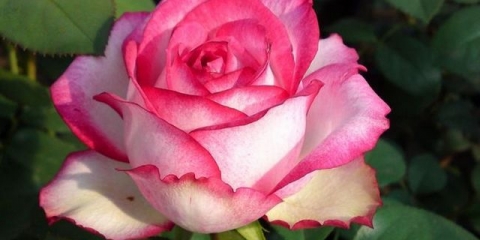 Hibridne čajne ruže