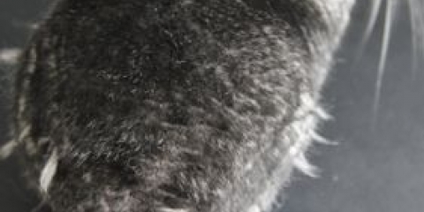 Šta uzrokuje činčile