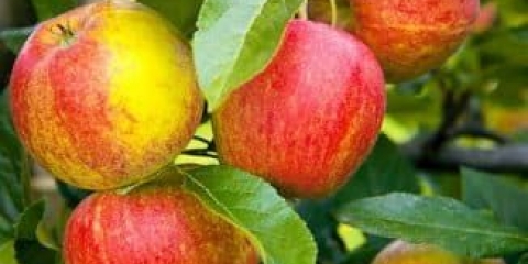 Po čemu se zemljana jabuka razlikuje od drugih sorti