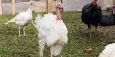 Po čemu se ćureti križanci razlikuju od brojlera i mesnih pasmina