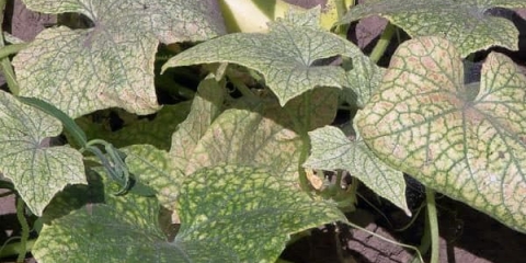 Šta je opasna paukova grinja na krastavcima i kako se nositi s njom