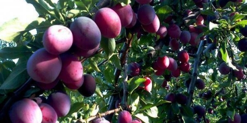 Koja je razlika između trešnje i šljive