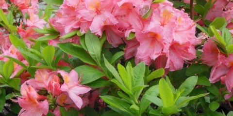 Koja je razlika između azaleje i rododendrona