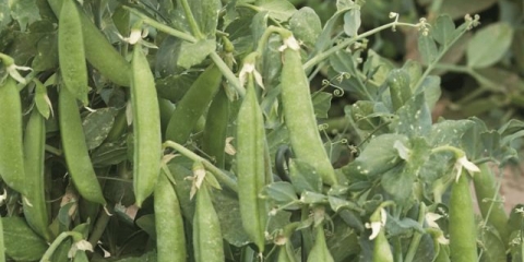 Koja je razlika između sočiva i graška