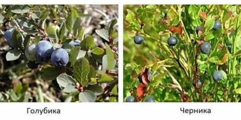 Koja je razlika između borovnica i borovnica