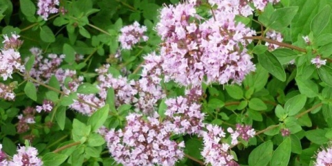 Koja je razlika između origana i timijana