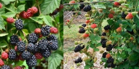 Koja je razlika između kupine i kupine