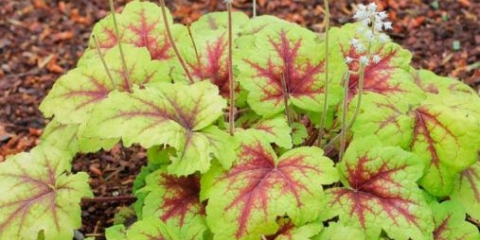Koja je razlika između geyhere i geyherella