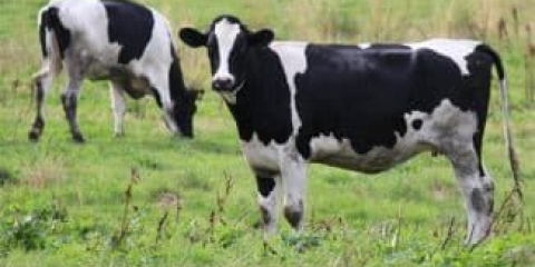 Koja je razlika između kholmogory pasmine krava i drugih predstavnika goveda