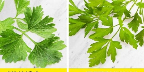 Koja je razlika između korijandera (korijandera) i peršuna