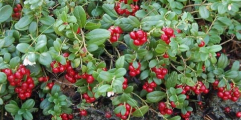 Koja je razlika između brusnice i brusnice