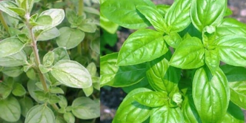 Koja je razlika između origana (origana) i bosiljka