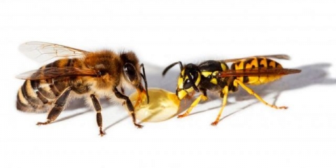 Koja je razlika između ose i pčele