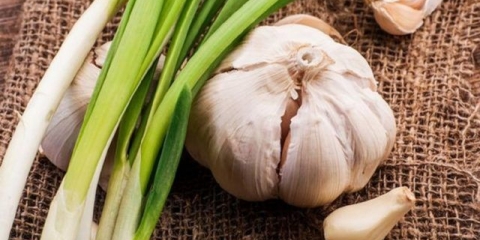 Koja je razlika između zimskog i proljetnog bijelog luka: fotografija, video