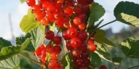 Koja je razlika između sorte marmelade od crvene ribizle od drugih sorti