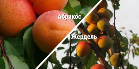 Koja je razlika između zherdela i kajsije - fotografija