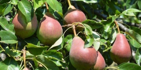 Po čemu se kruške klapa razlikuju od drugih sorti