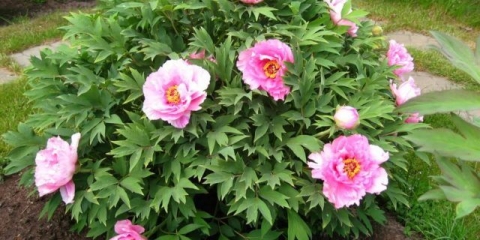 Koja je razlika između drveća i zeljastih božura: video, fotografija