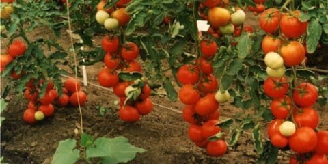 Koja je razlika između paradajza crvena strelica od drugih sorti