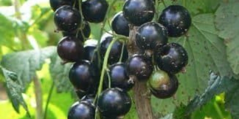 Koja je razlika između sorti crne ribizle selechenskaya i selechenskaya-2