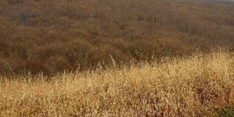 Šta jedu činčile kod kuće