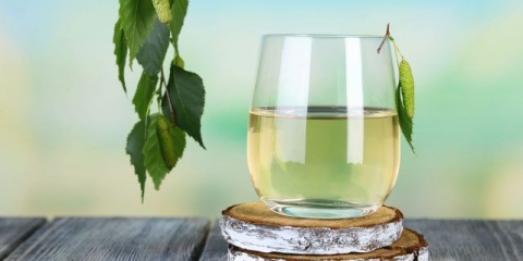 Šta je koristan brezov sok za ljudski organizam