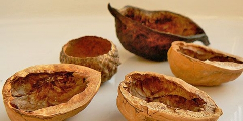 Šta je koristan orah