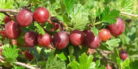 Koja je upotreba ogrozda za organizam muškaraca, žena, tokom trudnoće