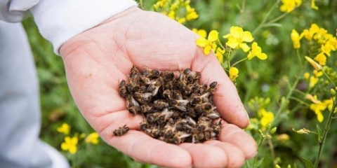 Šta je korisna smrt pčela za muškarce