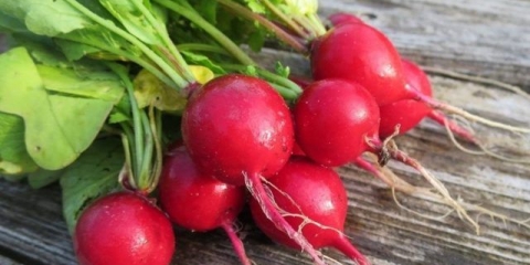 Šta je korisna rotkvica za organizam žene, muškarca, tokom trudnoće, tokom dojenja, za mršavljenje