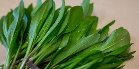 Šta je koristan divlji beli luk