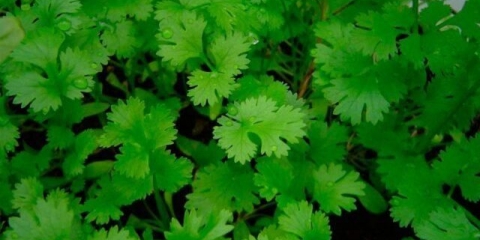 Što je korijander (korijander) koristan za tijelo žene i muškarca