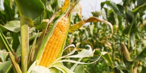 Prednosti kukuruza u klipu