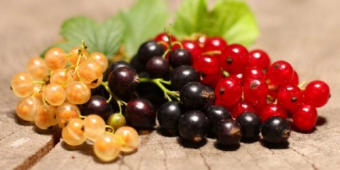 Što je korisno smrznuta ribizla