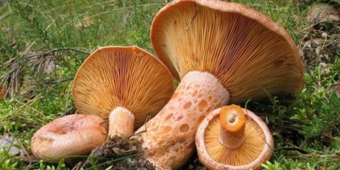 Koje su prednosti šafranskih gljiva za ljudski organizam