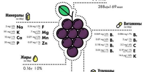 Koje su prednosti sjemenki grožđa - ljekovita svojstva za ljudski organizam