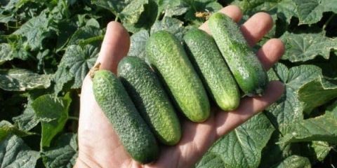 Šta se svidjelo domaćim vrtlarima kod hibrida krastavaca adam f1