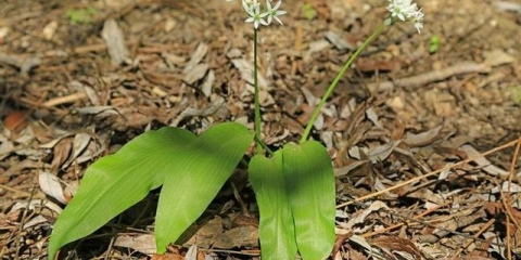 Cheremsha - sadnja i njega na otvorenom polju