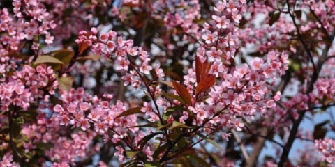 Crvenolisna ptičja trešnja: fotografije i recenzije