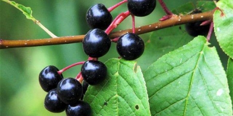 Obična ptičja trešnja: opis i karakteristike