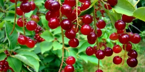 Djevica od trešnje: fotografija i opis