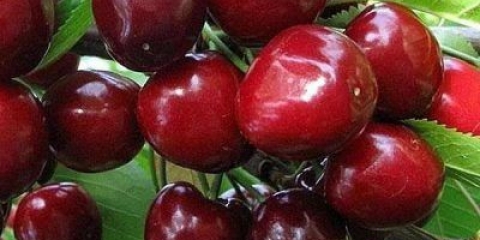 Slatka trešnja bryanochka