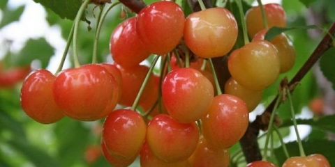 Cherry bryansk žuta: opis sorte, fotografije, recenzije