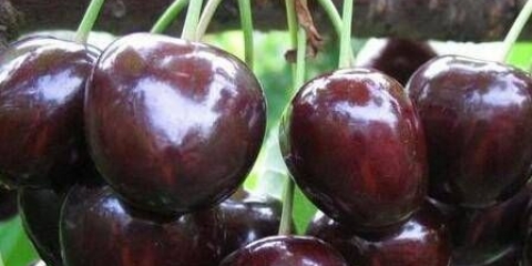 Cherry diber crna