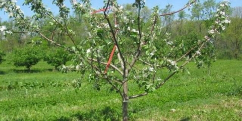 Drogana žuta trešnja