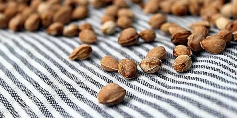 Trešnja iz koštice kod kuće