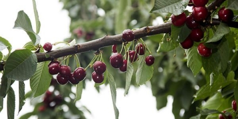 Trešnja lenjingradska crna