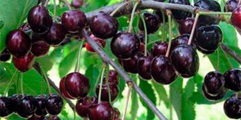 Astahovljev favorit trešnje