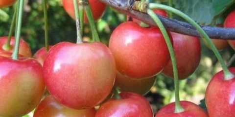 Trešnja u spomen na astahova