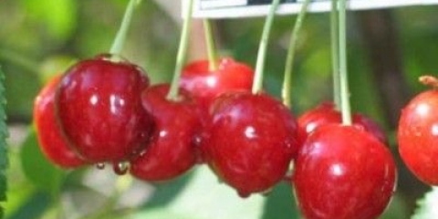 Trešnja poklon orlu